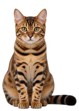 Bengalski