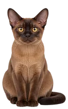 Burmski