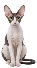Cornish Rex