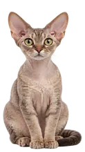 Devon Rex