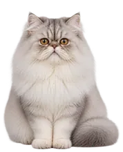 Perski