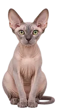 Sfinks