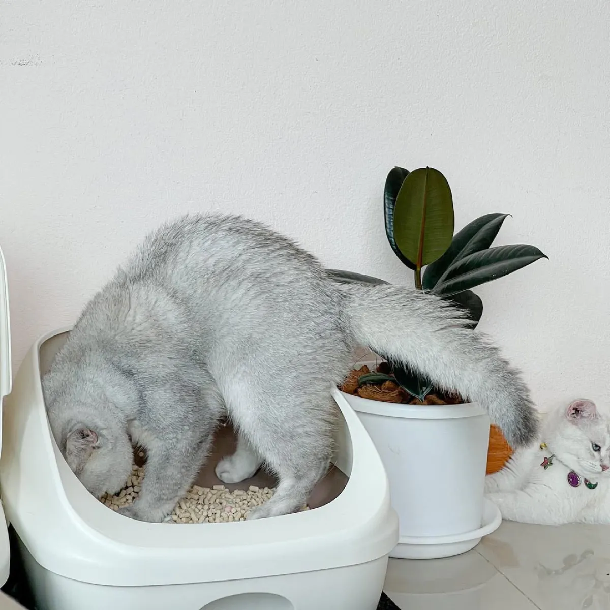 Kuweta zeolitowa ZeoDeo u zadowolonego klienta sklepu